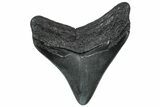 Posterior Fossil Megalodon Tooth - South Carolina #299420-1